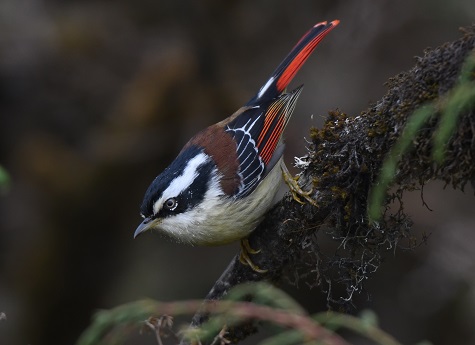 Red-tailed Minla