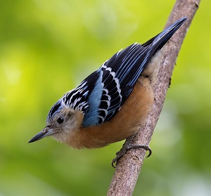 Beautiful Nuthatch