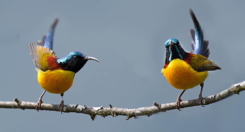 Green-tailed Sunbirds