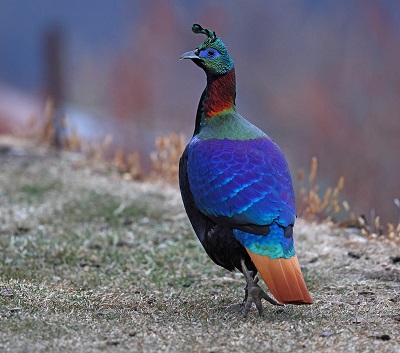 Himalayan Monal