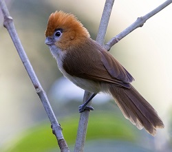 Pale-billed Parrotbill