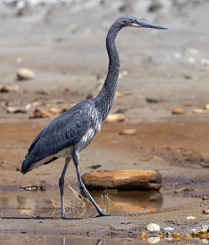 White-bellied Heron