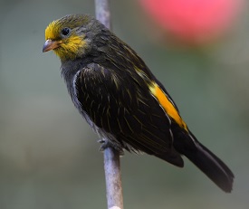 Yellow-rumped Honeyguide