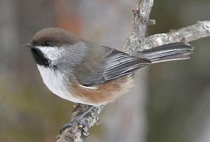 Boreal Chickadee by Steve Bird