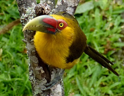 Saffron Toucanet by Gina Nichol