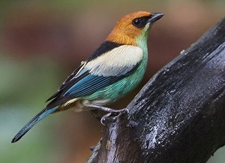 Black-backed Tanager