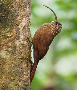 Black-billed Scythebill