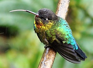 Fiery-throated Hummingbird by Gina Nichol.