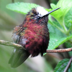 Snowcap Hummingbird by Gina Nichol