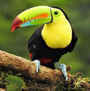 Keel-billed Toucan by Steve Bird