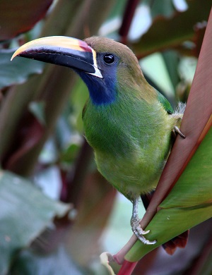 Northern Emerald Toucanet (Photo: Gina Nichol)