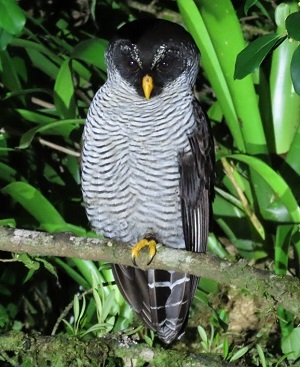 Black-and-white Owl by Gina Nichol