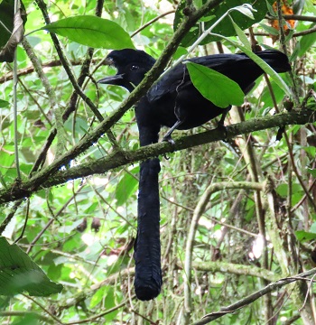 Long-wattled Umbrellabird by Gina Nichol.