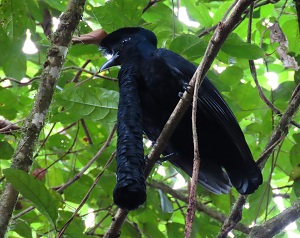 Long-wattled Umbrellabird. 