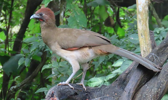 Rufous-headed Chachalaca by Gina Nichol