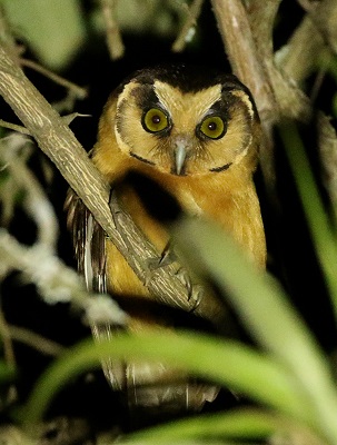 Buff-fronted Owl