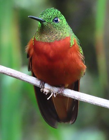 Chestnut-breasted Coronet by Gina Nichol.