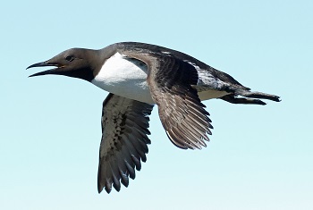 Common Murre by Steve Bird.