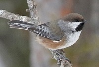 Boreal Chickadee by Steve Bird.