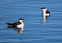 Razorbills by Gina Nichol.