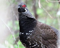 Spruce Grouse by Gina Nichol.