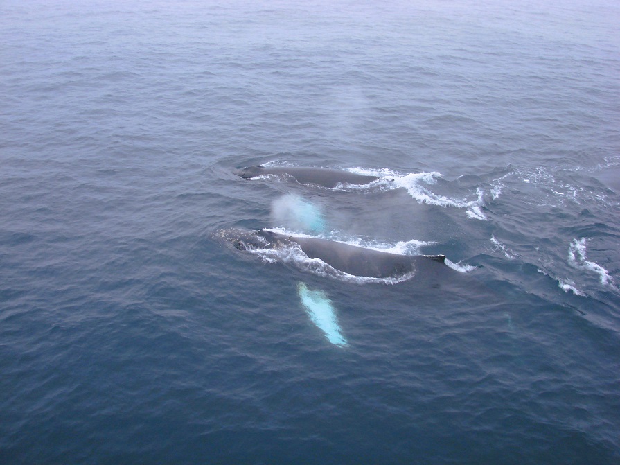 Humpback Whales by Gina Nichol.