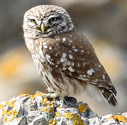 Little Owl. Photo by Steve Bird. 