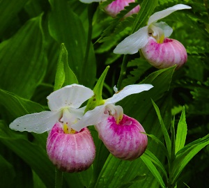 Showy Lady's Slipper Orchid by Gina Nichol