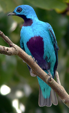 Blue Cotinga