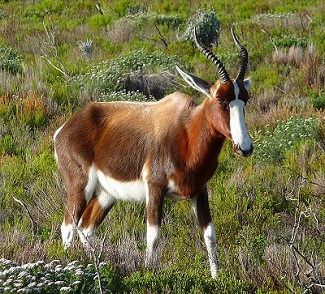 Bontebok by Gina Nichol