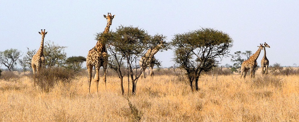 Giraffes in Kruger National Park by Gina Nichol.