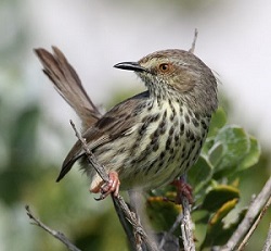 Karoo Prinia by Steve Bird.