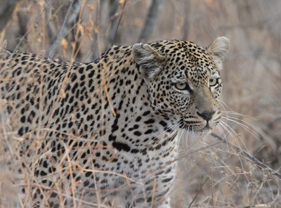 Leopard by Steve Bird.