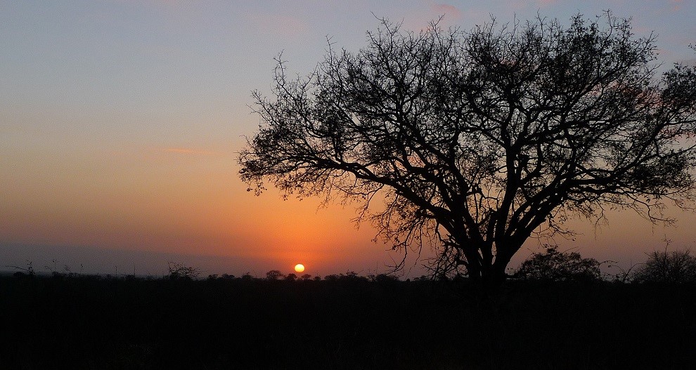 Sunrise Kruger National Park. Photo by Gina Nichol. 