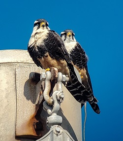 Aplomado Falcons