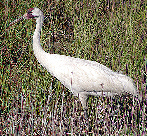 Whooping Crane