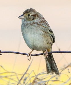 Cassin's Sparrow