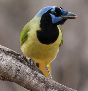 Green Jay