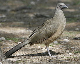 Plain Chachalaca