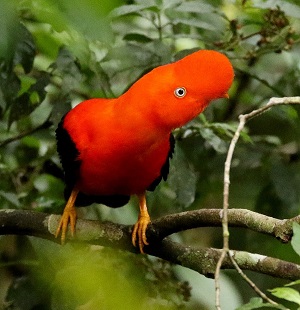 Andean Cock-of-the-rock