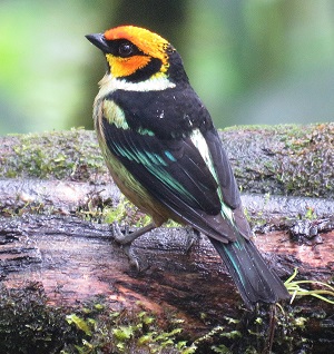 Flame-faced Tanager