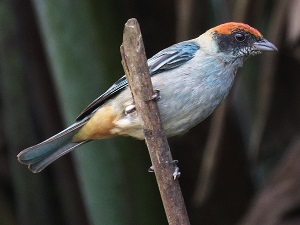 Scrub Tanager