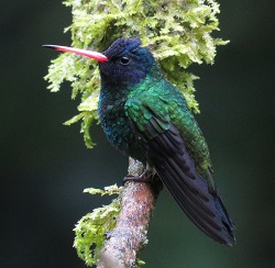 Blue-headed Sapphire