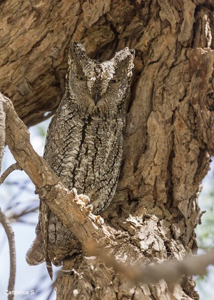 Cyprus Scops Owl 