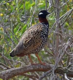 Black Francolin