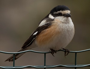 Masked Shrike