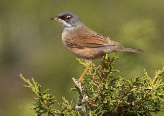 Spectacled Warbler