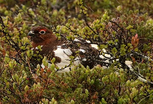 Willow Ptarmigan. Photo by Steve Bird.