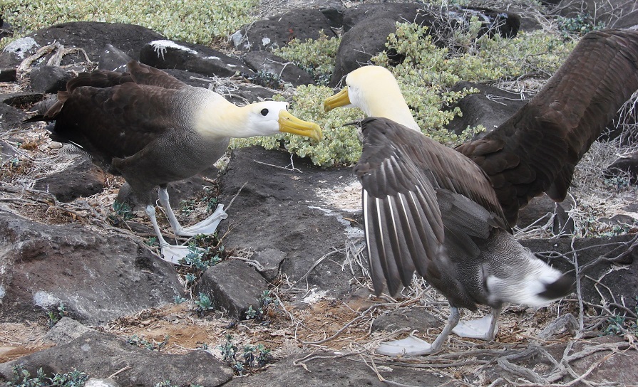 Waved Albatross by Gina Nichol.