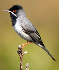 Ruepell's Warbler.